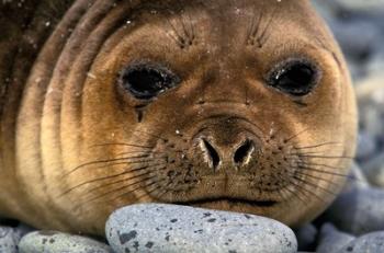 Weddell Seal, South Georgia Island, Sub-Antarctica | Obraz na stenu