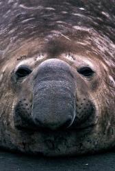 South Georgia Island, Southern Elephant Seal | Obraz na stenu