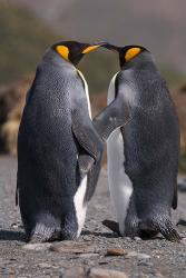 King penguins, mating ritual | Obraz na stenu