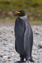 Melanistic king penguin, King Penguins | Obraz na stenu