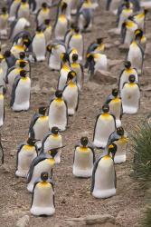King penguins, Salisbury Plain | Obraz na stenu