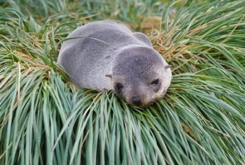 Antarctic Fur Seal, Hercules Bay, South Georgia, Antarctica | Obraz na stenu