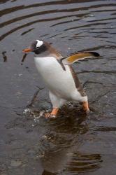 Gentoo Penguin, Hercules Bay, South Georgia, Antarctica | Obraz na stenu