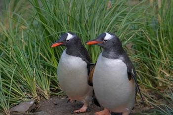 Gentoo Penguin, Cooper Baby, South Georgia, Antarctica | Obraz na stenu