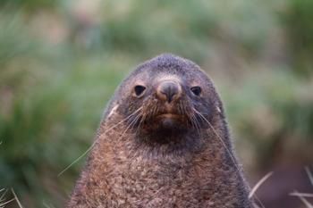 Antarctic Fur Seal, Cooper Baby, South Georgia, Antarctica | Obraz na stenu