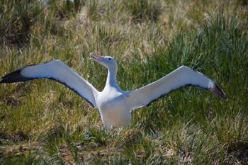 Snowy Wandering Abatross bird, South Georgia, Antarctica | Obraz na stenu