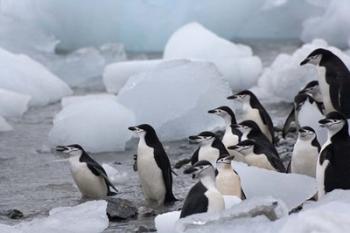 Chinstrap Penguins, South Orkney Islands, Antarctica | Obraz na stenu