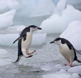 Chinstrap Penguins on ice, Antarctica | Obraz na stenu