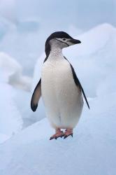 Chinstrap Penguins on ice, South Orkney Islands, Antarctica | Obraz na stenu