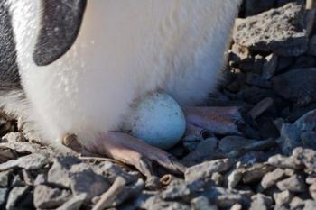 Adelie Penguin nesting egg, Paulet Island, Antarctica | Obraz na stenu
