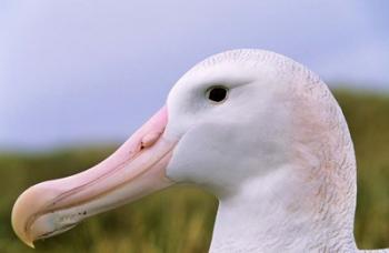 Wandering Albatross bird, Iceberg, Island of South Georgia | Obraz na stenu