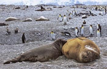 Southern Elephant Seal pub suckling milk from mother, Island of South Georgia | Obraz na stenu