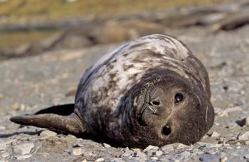 Southern Elephant Seal, portrait of pub, Island of South Georgia | Obraz na stenu