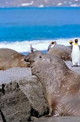 Southern Elephant Seal bull waiting  to mate, Island of South Georgia | Obraz na stenu