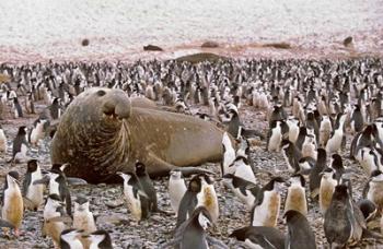 Southern Elephant Seal big bull and chinstrap penguins, wildlife, South Georgia | Obraz na stenu