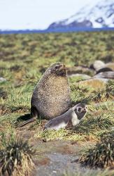 Antarctic Fur Seal with pup, South Georgia, Sub-Antarctica | Obraz na stenu