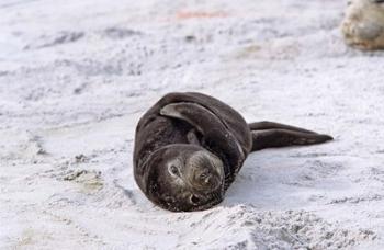 Southern Elephant Seal pub resting head on whale vertebrae, South Georgia | Obraz na stenu