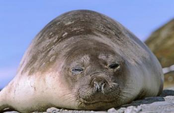 Resting Elephant Seal cow,  South Georgia | Obraz na stenu