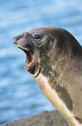 Southern Elephant Seal cow mating season, South Georgia | Obraz na stenu
