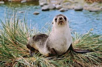 Portrait of young bull, Kerguelen Fur Seal, Antarctic Fur Seal, South Georgia | Obraz na stenu