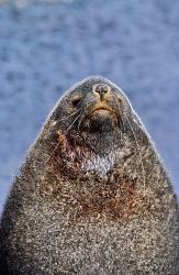 Kerguelen Fur Seal, Antarctic Fur Seal, South Georgia, Sub-Antarctica | Obraz na stenu