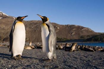 Pair of King Penguins, South Georgia Island | Obraz na stenu