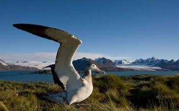Wandering Albatross bird | Obraz na stenu