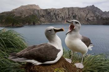 South Georgia Island, Gray-headed Albatross courtship | Obraz na stenu