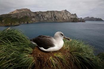 South Georgia Island, Grayheaded Albatross | Obraz na stenu