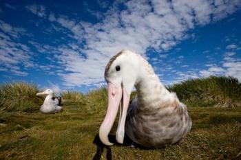 Close up of Albatross | Obraz na stenu