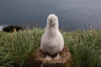 South Georgia Island, Grayheaded Albatross Chick | Obraz na stenu