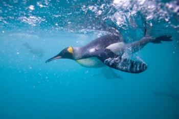 King Penguin Underwater | Obraz na stenu