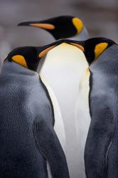 South Georgia Island, King Penguins, Elsehul Bay | Obraz na stenu