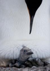 King Penguin Chick Resting in Mother's Brood Pouch, Right Whale Bay, South Georgia Island, Antarctica | Obraz na stenu