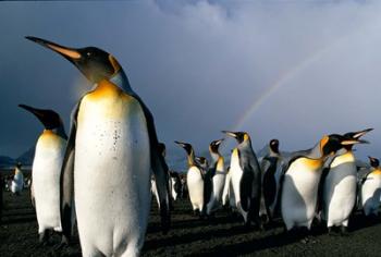 Rainbow Above Colony of King Penguins, Saint Andrews Bay, South Georgia Island, Sub-Antarctica | Obraz na stenu