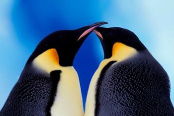 Emperor Penguin Pair, Antarctica | Obraz na stenu