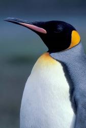 King Penguin, South Georgia Island, Antarctica | Obraz na stenu