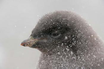Antarctica, Brown Bluff, Adelie penguin chick | Obraz na stenu