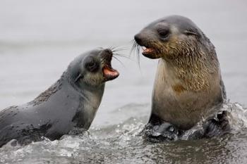 South Georgia, St. Andrews Bay, Antarctic Fur Seals | Obraz na stenu