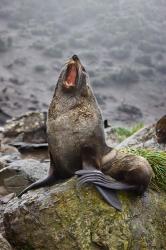 Antarctica, South Georgia, Elsehul Bay, Fur seal | Obraz na stenu