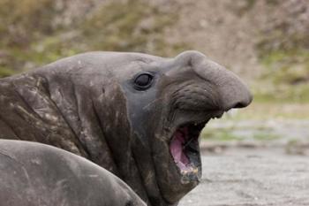 Antarctica, St. Andrews Bay, Southern Elephant Seal | Obraz na stenu