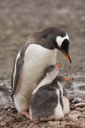 Antarctica, Aitcho Island, Gentoo penguin | Obraz na stenu