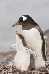 Antarctica, Aitcho Island. Gentoo penguin chick | Obraz na stenu