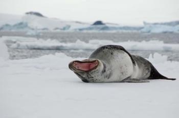 Antarctica, Antarctic Sound, Leopard seal | Obraz na stenu