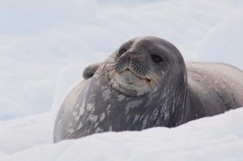 Antarctica, Paradise Harbour, Fat Weddell seal | Obraz na stenu