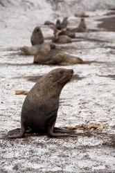 Antarctica, Deception Island Antarctic fur seal | Obraz na stenu