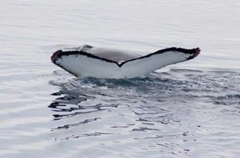 Antarctica, Humpback whales in Southern Ocean | Obraz na stenu