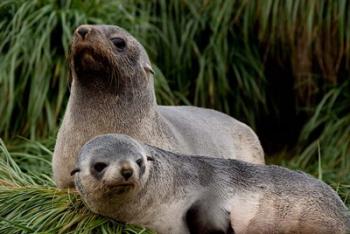 South Georgia Island, Godthul, fur seal | Obraz na stenu