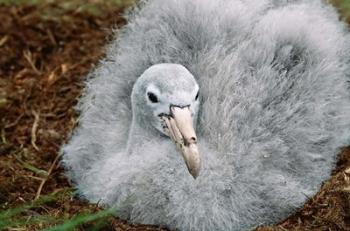 South Georgia Island, Southern Giant Petrel bird | Obraz na stenu