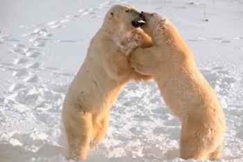 Polar Bears Sparring on Frozen Tundra of Hudson Bay, Churchill, Manitoba | Obraz na stenu